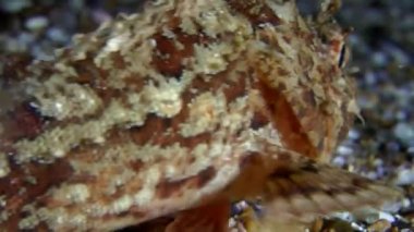 Siyah scorpionfish (Scorpaena sp.).