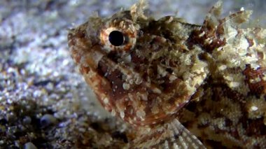 Siyah scorpionfish (Scorpaena sp.).