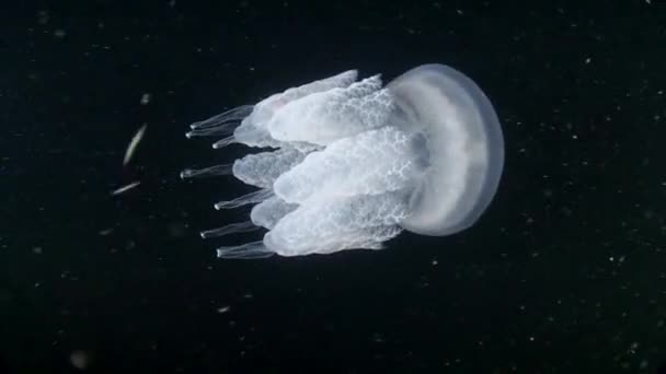 Meduse dalla bocca frizzante (Rhizostoma pulmo ). — Video Stock