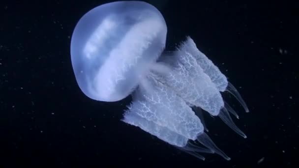 Frilly-mouthed jellyfish (Rhizostoma pulmo). — Stock Video