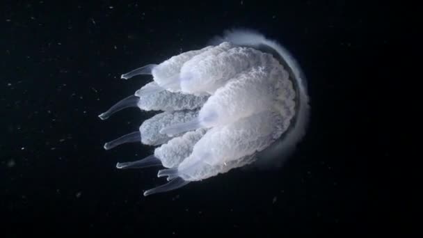 Szemetes-fedél medúza (Rhizostoma pulmo). — Stock videók