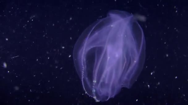 Warty comb jelly (Mnemiopsis leidyi). — Stock Video