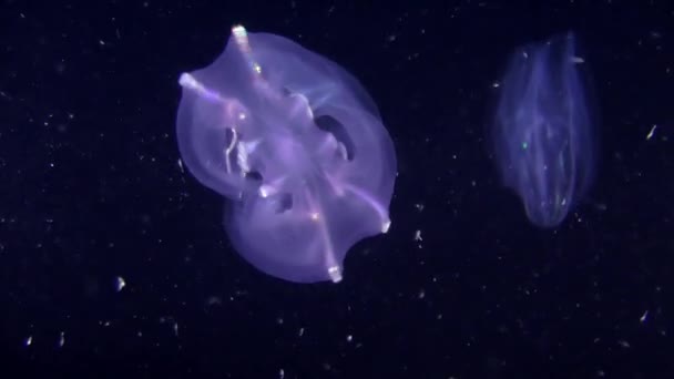 Warty comb jelly (Mnemiopsis leidyi). — Stock Video