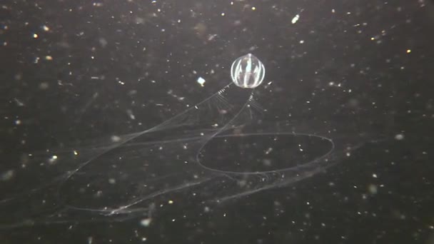 Comb jelly Sea gooseberry (Pleurobrachia pileus). — Stock Video