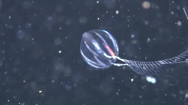 Comb jelly Sea gooseberry (Pleurobrachia pileus). — Stock Video
