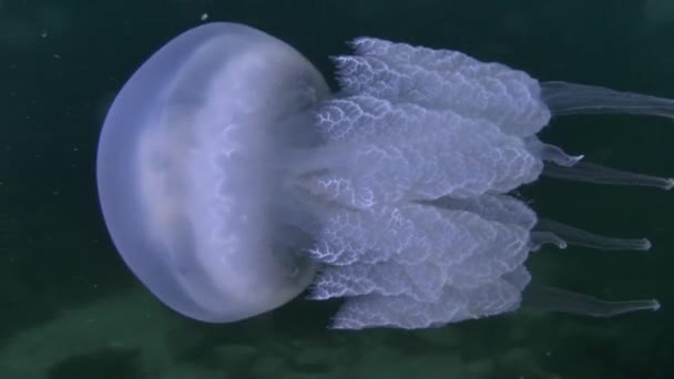 Méduse du rhizostome (Rhizostoma pulmo ). — Video