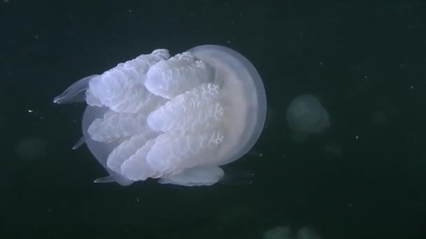Kořenoústky medúzy (Rhizostoma pulmo). — Stock video