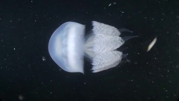 Meduza baryłkę (Rhizostoma pulmo). — Wideo stockowe