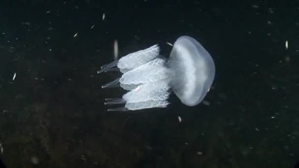 Barrel jellyfish (Rhizostoma pulmo). — Stock Video