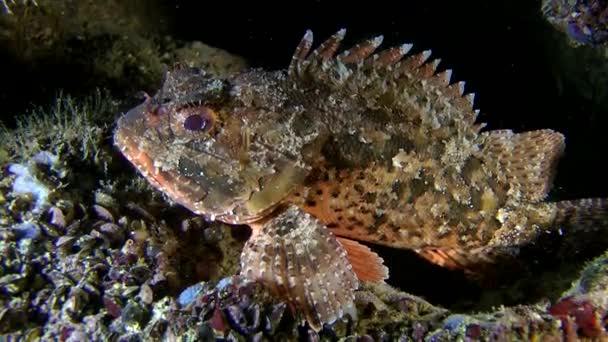 Black scorpionfish (Scorpaena sp.). — Stock Video