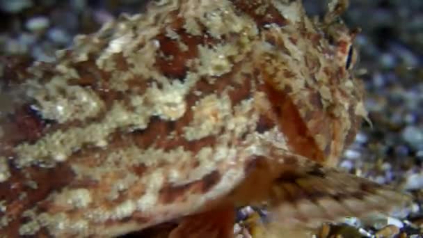 Zwarte scorpionfish (Scorpaena sp.). — Stockvideo
