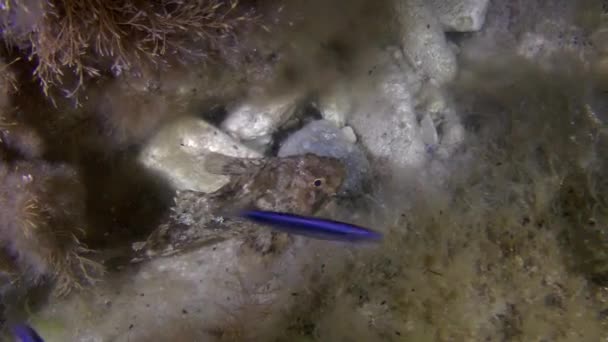 Scorpionfish noir (Scorpaena sp. .).