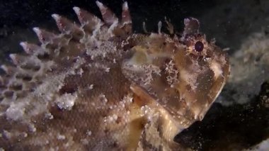 Siyah scorpionfish (Scorpaena sp.).