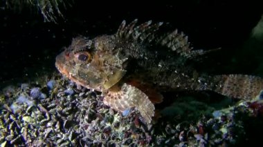 Siyah scorpionfish (Scorpaena sp.).