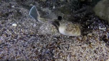 Atlantik stargazer (Uranoscopus scaber).