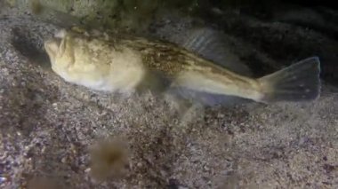 Atlantik stargazer (Uranoscopus scaber).