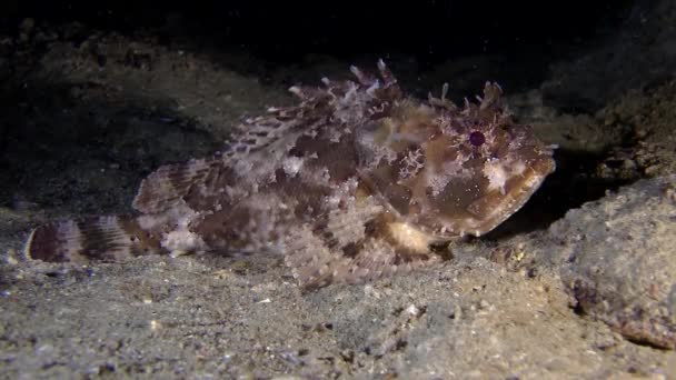 Schwarzer Skorpionfisch (scorpaena sp.). — Stockvideo