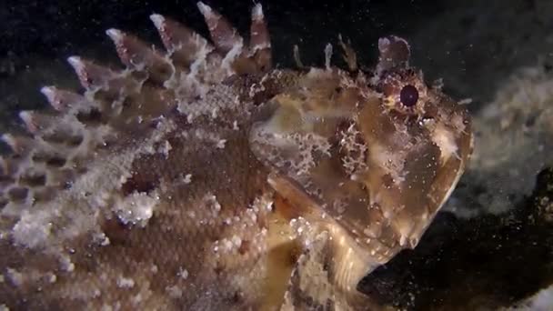 Pez escorpión negro (Scorpaena sp. .). — Vídeo de stock