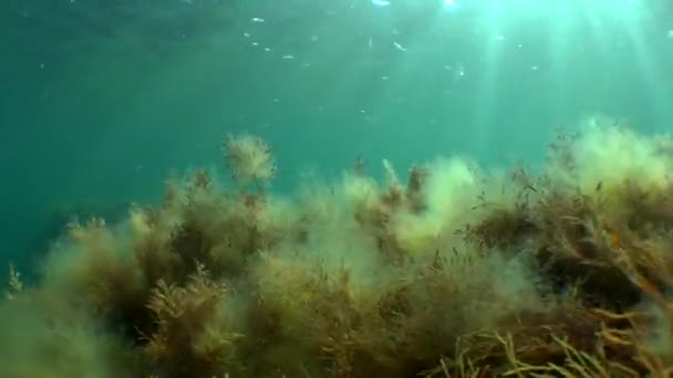 Kahverengi yosunlu su altı manzarası ve güneş ışınlarını hareket ettirme — Stok video