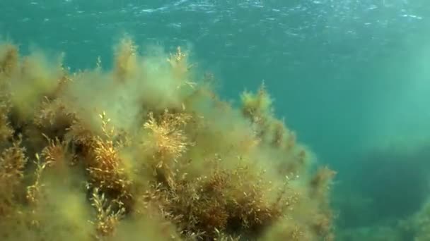 Paisaje submarino con algas marrones y movimiento de los rayos del sol — Vídeos de Stock