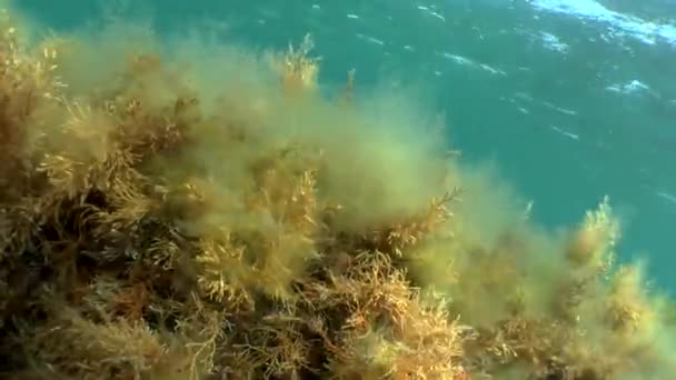 Underwater landscape with brown algae and moving the sun's rays — Stock Video