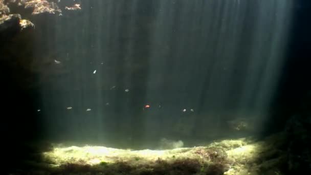 Paisaje submarino: La cortina de rayos solares penetra en la columna de agua sobre un fondo oscuro — Vídeos de Stock