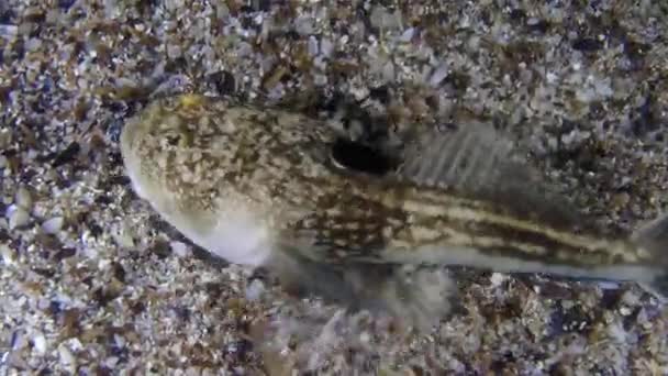 Stargazer atlántico (Uranoscopus scaber ). — Vídeos de Stock