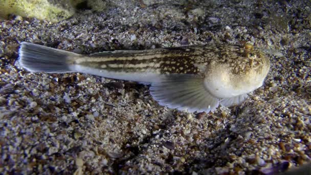 Brûleur des étoiles (Uranoscopus scaber) ). — Video