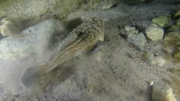 Stargazer atlantico (Uranoscopus scaber ). — Video Stock