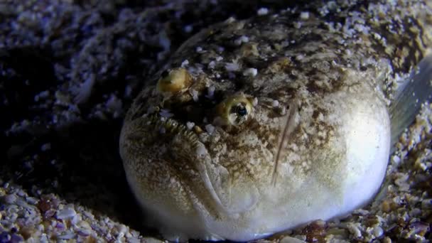 Stargazer atlántico (Uranoscopus scaber ). — Vídeos de Stock