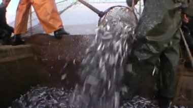 Balıkçılar yakaladı balık net gemi..