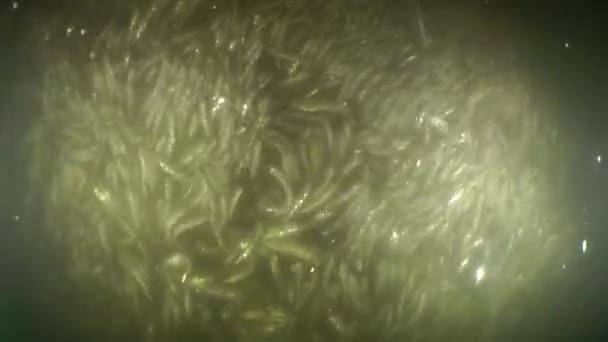 海洋鱼类在渔网中. — 图库视频影像