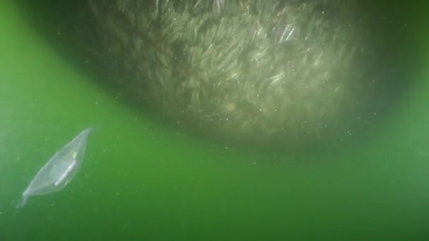 Peixes marinhos em redes de pesca . — Vídeo de Stock