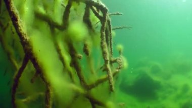 Sualtı manzara: bir tatlı su Gölü batık ağacında