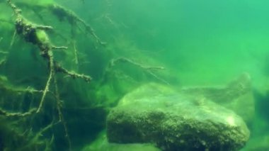 Sualtı manzara: bir tatlı su Gölü batık ağacında