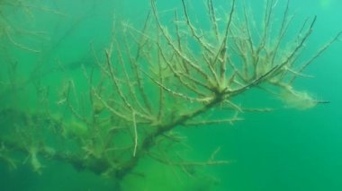 Sualtı manzara: bir tatlı su Gölü batık ağacında