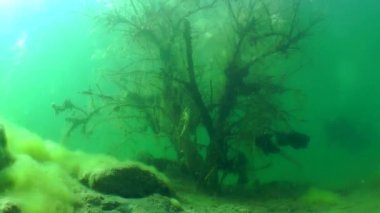 Bir dalgıç batık ağacın arkasında silüeti.