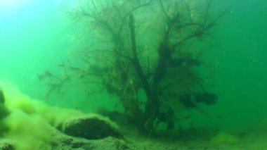 Bir dalgıç batık ağacın arkasında silüeti.