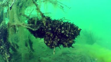 Zebra midye (Dreissena polymorpha).