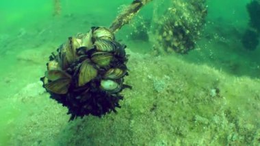 Zebra midye (Dreissena polymorpha).