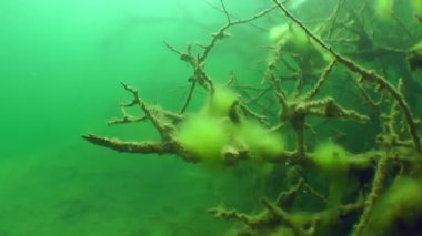 Sualtı manzara: batık tatlısu gölü ağaçlarda