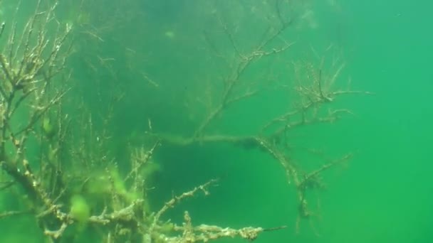 Paisaje submarino: el árbol hundido en un lago de agua dulce — Vídeos de Stock