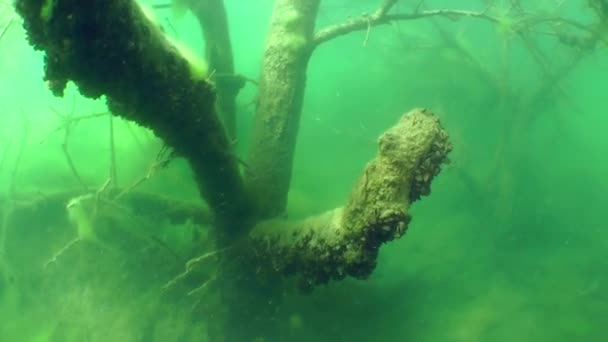 Paisaje submarino: el árbol hundido en un lago de agua dulce — Vídeos de Stock