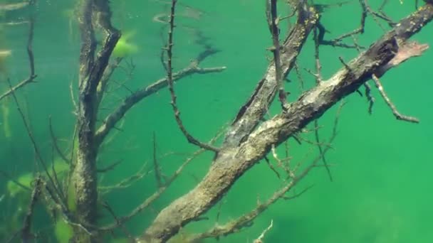 Onderwater landschap: de holle boom in een zoetwatermeer — Stockvideo