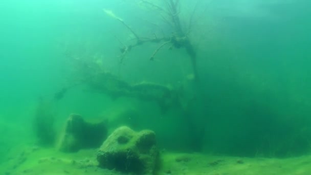 Paysage sous-marin : l'arbre coulé dans un lac d'eau douce — Video