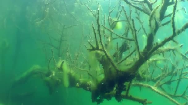 Sualtı manzara: bir tatlı su Gölü batık ağacında — Stok video