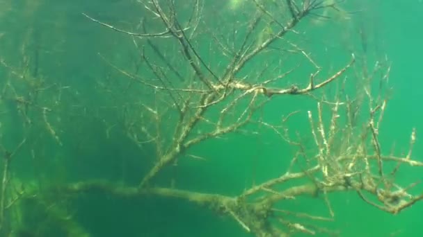 Unterwasserlandschaft: der versunkene Baum im Süßwassersee — Stockvideo