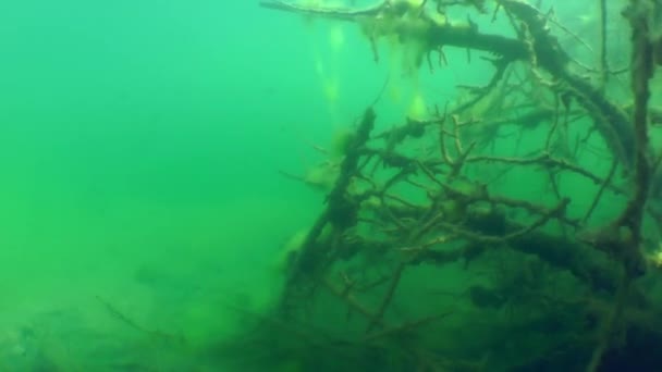 Paisaje submarino: el árbol hundido en un lago de agua dulce — Vídeos de Stock