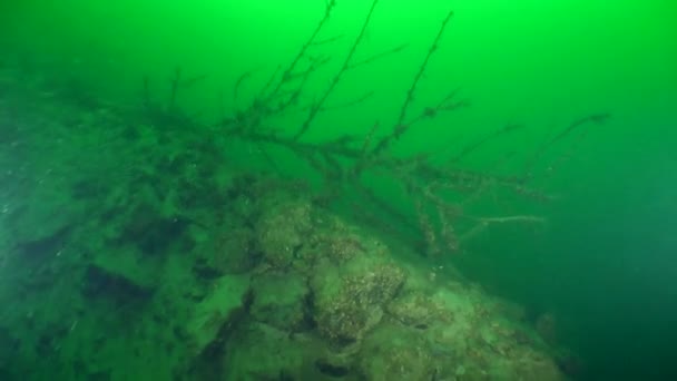 Onderwater landschap: de holle boom in een zoetwatermeer — Stockvideo
