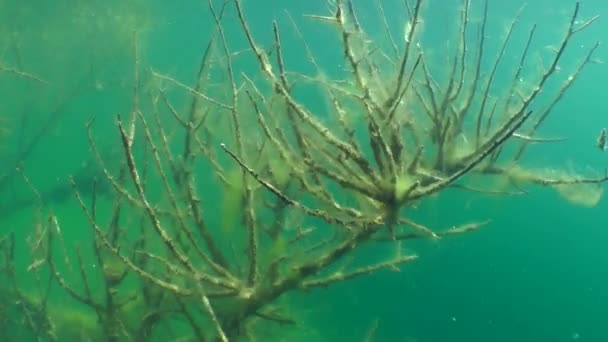 Pemandangan bawah air: pohon yang tenggelam di danau air tawar — Stok Video